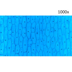 Цифровой микроскоп МИКМЕД LCD 1000Х 2.0LB
